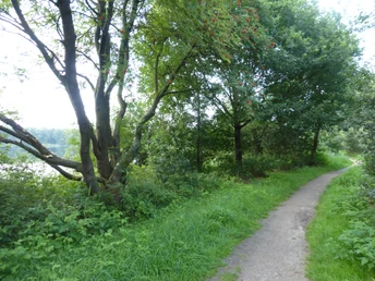 Schmaler Pfad führt durch grünen, von Bäumen gesäumten Bereich am Oyter See.A narrow path leads through a green, tree-lined area by Lake Oyter See.En smal sti fører gennem et grønt område med træer ved søen Oyter See.Een smal pad leidt door een groen, met bomen omzoomd gebied bij het Oytermeer.
