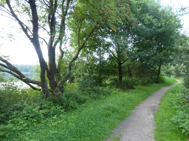 Beim Oyter See Schmaler Pfad führt durch grünen, von Bäumen gesäumten Bereich am Oyter See.