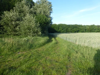 Wandertour "Op'n Land" (Auf dem Land) Ein grüner Grasweg schlängelt sich entlang eines Feldes mit hohen Bäumen im Hintergrund bei Sonnenschein.