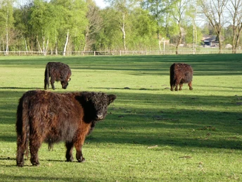 Wandertour "Achimer Höhen und Tiefen" Drei schottische Hochlandrinder grasen auf einer grünen Wiese, gesäumt von Bäumen im Hintergrund.