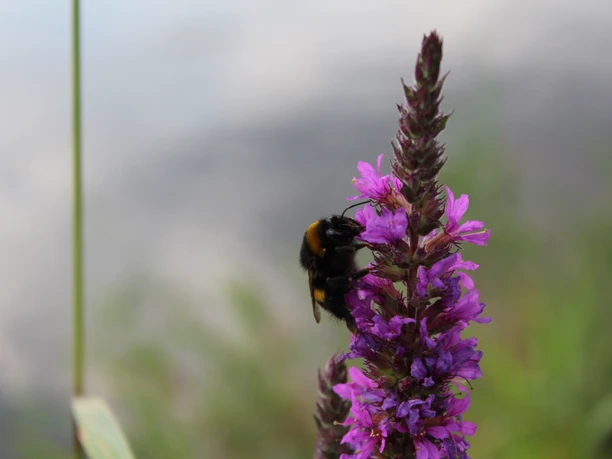 Hummel Eine Hummel sitzt auf purpurfarbenen Blüten neben einem unscharfen Hintergrund aus grünen Pflanzen.