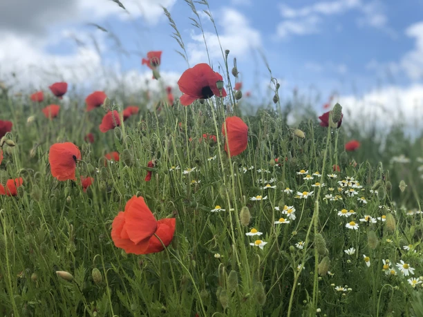 Rode klaprozen bloeien te midden van groen gras, onder een blauwe hemel met een paar wolken.