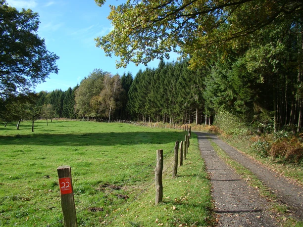 Weg am Waldrand entlang Waldweg in Ruppichteroth, flankiert von Wiesen und Bäumen unter blauem Himmel.