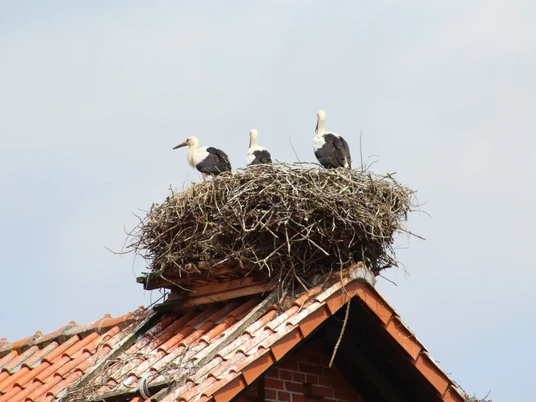 Storchennest Drei Störche stehen in einem großen Nest aus Zweigen, das sich auf einem Ziegeldach befindet.