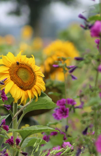 Sonnenblumen und violette Blumen blühen lebhaft auf einer weitläufigen, bunten Blumenwiese.