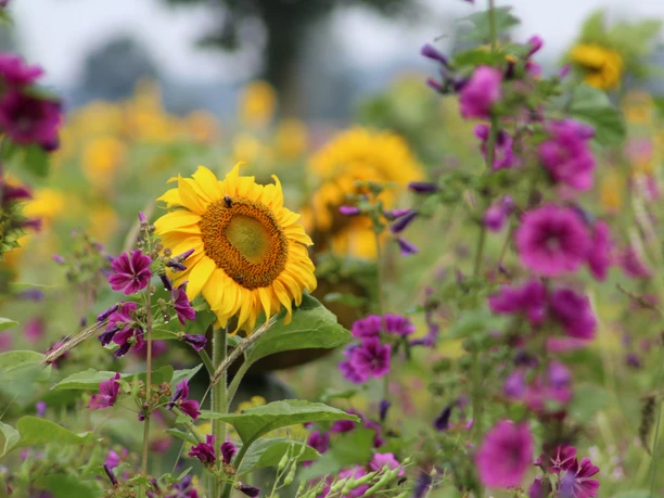 Zonnebloemen en paarse bloemen bloeien levendig in een uitgestrekte, kleurrijke bloemenweide.