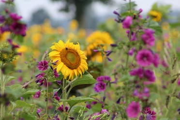 Blumenwiese Sonnenblumen und violette Blumen blühen lebhaft auf einer weitläufigen, bunten Blumenwiese.