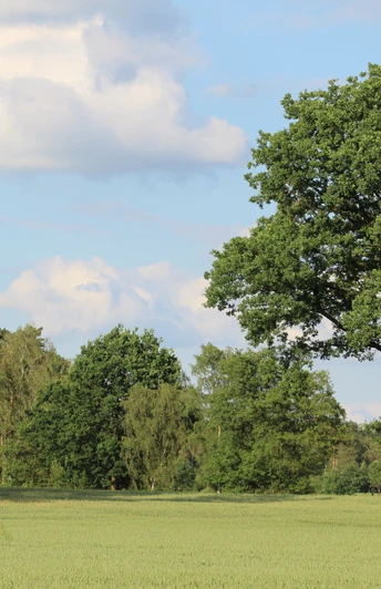 Weite Wiesenlandschaft mit einzelnen Bäumen unter einem blauen Himmel, gesäumt von kleinen Waldstücken.