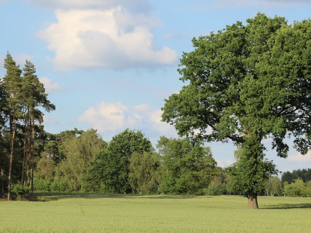 Wide meadow landscape with individual trees under a blue sky, bordered by small wooded areas.