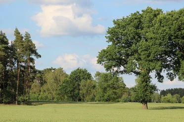 Feld Weite Wiesenlandschaft mit einzelnen Bäumen unter einem blauen Himmel, gesäumt von kleinen Waldstücken.