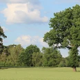Feld Weite Wiesenlandschaft mit einzelnen Bäumen unter einem blauen Himmel, gesäumt von kleinen Waldstücken.
