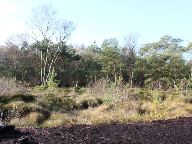 Moor Uchte Eine Moorlandschaft mit niedrigem Bewuchs, Kiefern und Birken vor einem hellen Himmel unter blauem Himmel.