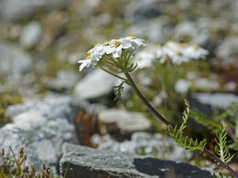 Achillea erba-rotta ssp. moschata Achillea erba-rotta ssp. moschata