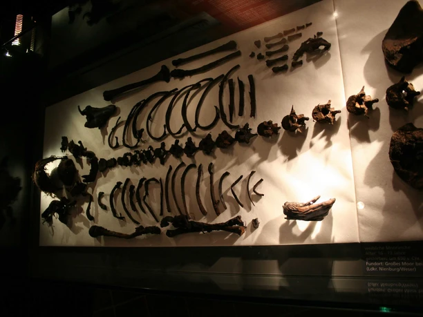 Eine Sammlung antiker Knochenfunde wird in einem schwach beleuchteten Museumsvitrine präsentiert.