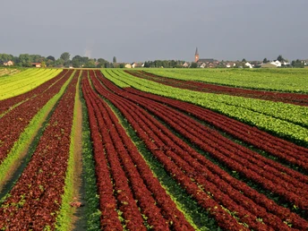 Gemüse aus dem Rheinland