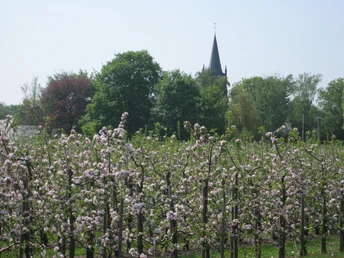 Blühende Obststräucher entlang der Strecke