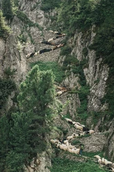 Der Wanderweg "Steigle" ist ein Weg für Vieh und Mensch. Der Wanderweg "Steigle" ist ein Weg für Vieh und Mensch.