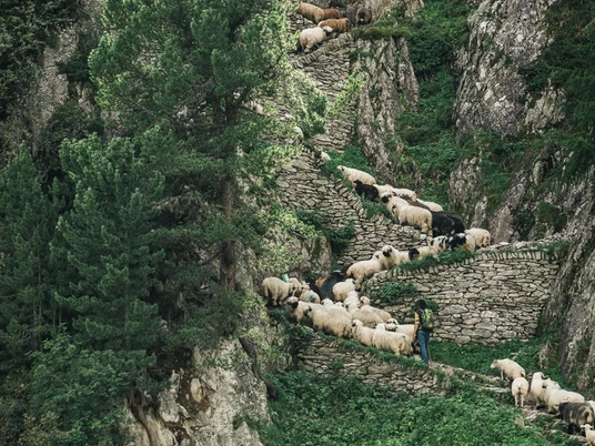 Der Wanderweg "Steigle" ist ein Weg für Vieh und Mensch. Der Wanderweg "Steigle" ist ein Weg für Vieh und Mensch.
