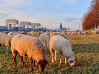 Poller Wiesen Eine Herde von Schafen grast auf den grünen Poller Wiesen vor der Kölner Skyline.