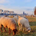 Poller Wiesen Eine Herde von Schafen grast auf den grünen Poller Wiesen vor der Kölner Skyline.A flock of sheep graze on the green Poller meadows in front of the Cologne skyline.