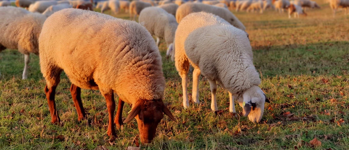 Poller Wiesen A flock of sheep graze on the green Poller meadows in front of the Cologne skyline.