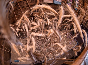 An informative village tour through the Safran village of Mund Eine lehrreiche Dorfführung durch das Safrandorf MundAn informative village tour through the Safran village of MundUne visite guidée informative du village de Mund, le village du safran