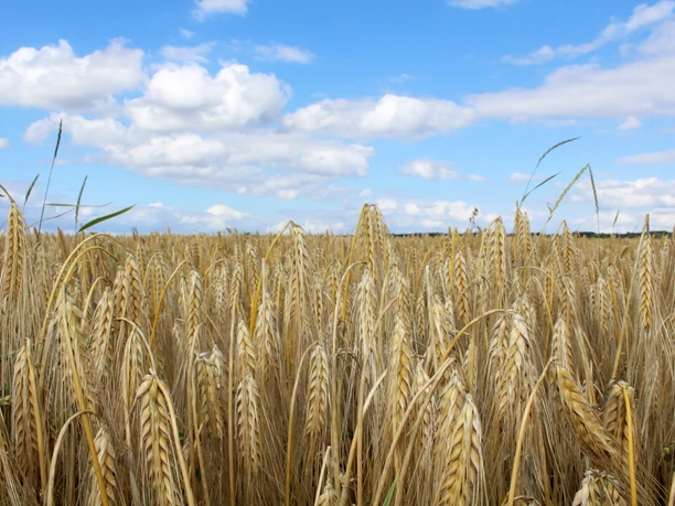 Wide golden yellow wheat field under a clear blue sky with scattered white clouds in the distance.