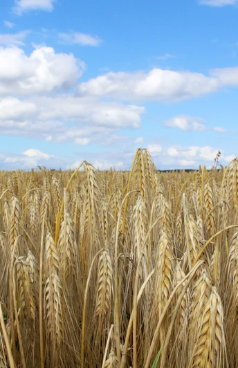 Weizenfeld Weites goldgelbes Weizenfeld unter klarem blauen Himmel mit vereinzelten weißen Wolken in der Ferne.