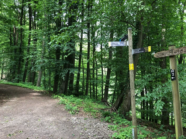 Wegweiser am Abzweig des Zuwegs zur Aggertalhöhle Waldweg in einem dichten, grünen Wald mit Wegweisern am Wegrand und natürlichem Lichteinfall.