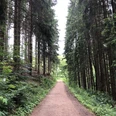 Waldweg zur Aggertalhöhle Waldweg zwischen hohen Tannen, umgeben von üppigem Grün, führt in eine lichtdurchflutete Lichtung.