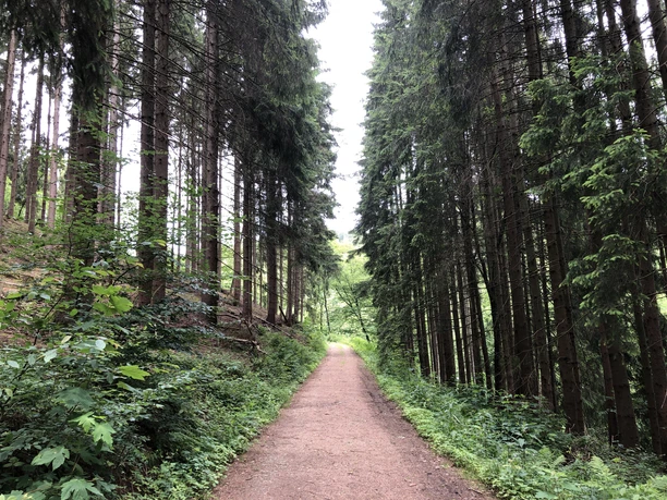 Waldweg zur Aggertalhöhle Waldweg zwischen hohen Tannen, umgeben von üppigem Grün, führt in eine lichtdurchflutete Lichtung.