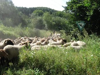 Schafe im Markengrund