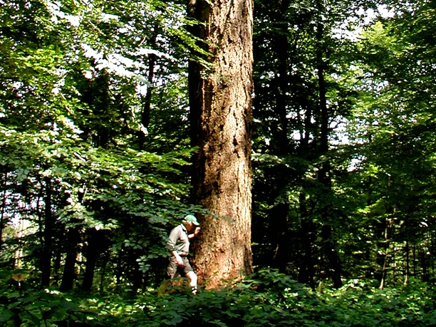 Riesendouglasie bei Westertimke Riesendouglasie bei Westertimke