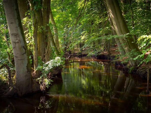 die Lutter die Lutter