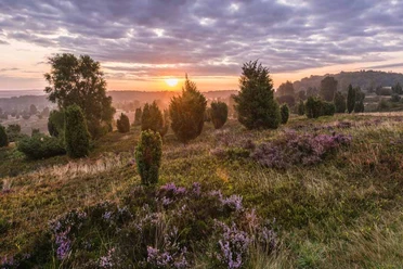Wilseder Berg Der wilseder berg in der lüneburger heide