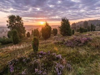 Wilseder Berg Der wilseder berg in der lüneburger heide