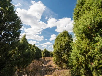 Wanderweg durch den Wacholderwald Wacholderwald Schmarbeck Wanderweg in der Nähe