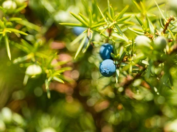 Wacholderbeeren Wacholderbeeren wachsen in der Lüneburger Heide