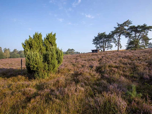 Amelinghausen: Kronsbergheide Die Kronsbergheide bei Amelinghausen