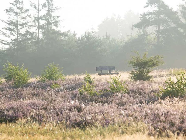 Amelinghausen: Kronsbergheide Die Kronsbergheide bei Amelinghausen