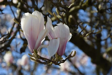 Schloss Ehreshoven Magnolienblüten in zartem Weiß und Rosa vor blauem Himmel an einem Baum in Engelskirchen.