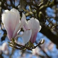 Schloss Ehreshoven Magnolienblüten in zartem Weiß und Rosa vor blauem Himmel an einem Baum in Engelskirchen.