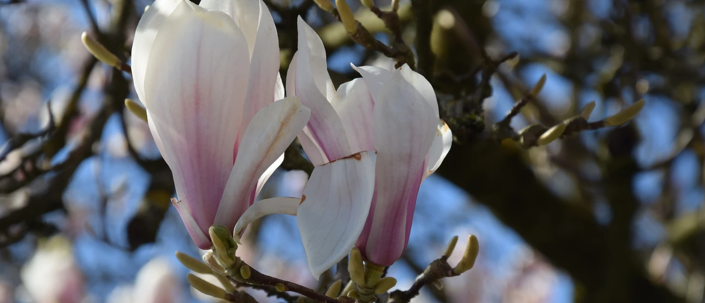 Schloss Ehreshoven Magnolienblüten in zartem Weiß und Rosa vor blauem Himmel an einem Baum in Engelskirchen.
