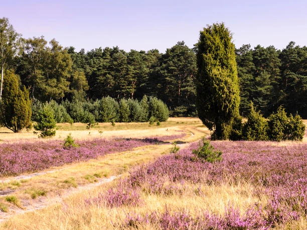 Oberoher Heide Die oberoher heide liegt in der lüneburger heide