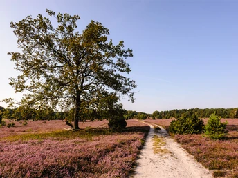 Große Heide in Oberohe während der Heideblüte Oberoher Heide bei Müden Heideblüte Heidschnuckenweg wandern Wanderweg