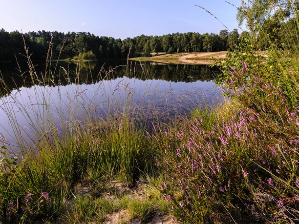Kieselgur-Teich in der Oberoher Heide Oberoher Heide bei Müden Kieselgur Teich am Heidschnuckenweg