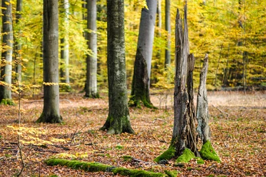 Goldener Herbst im Lüsswald wald im Herbst mit bunten blättern
