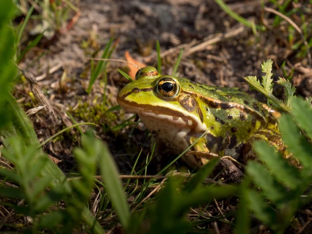 Frosch am Ufer Frosch am Ufer Lutter