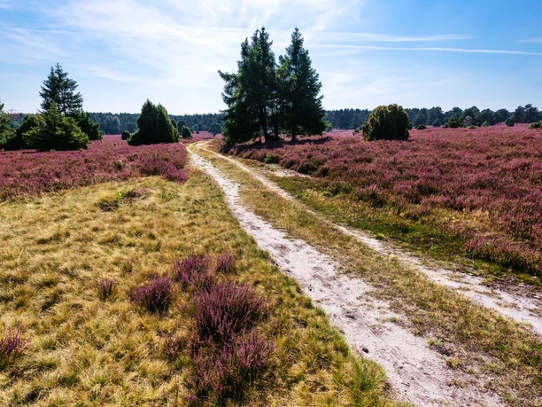 Wanderweg durch die Heide am Hausselberg Heide am Hausselberg, Mueden, Naturpark Suedheide