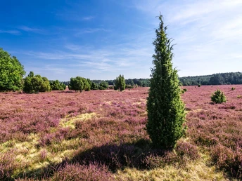 blühende Heide am Hausselberg Heide am Hausselberg, Mueden, Naturpark Suedheide